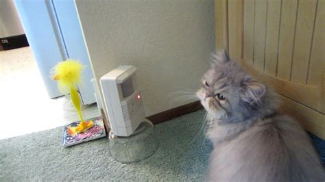 catscram review|13 09 08 Persian kitten, Mariah, reviews the CatScram .